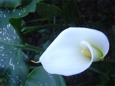 Cocoon philosophy of tantric massage